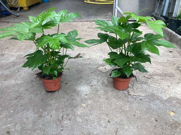 Picture of Fatsia japonica