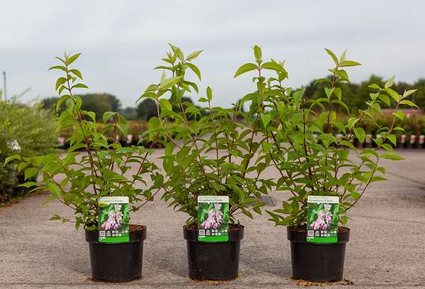 Picture of Deutzia hybrida strawberry fields