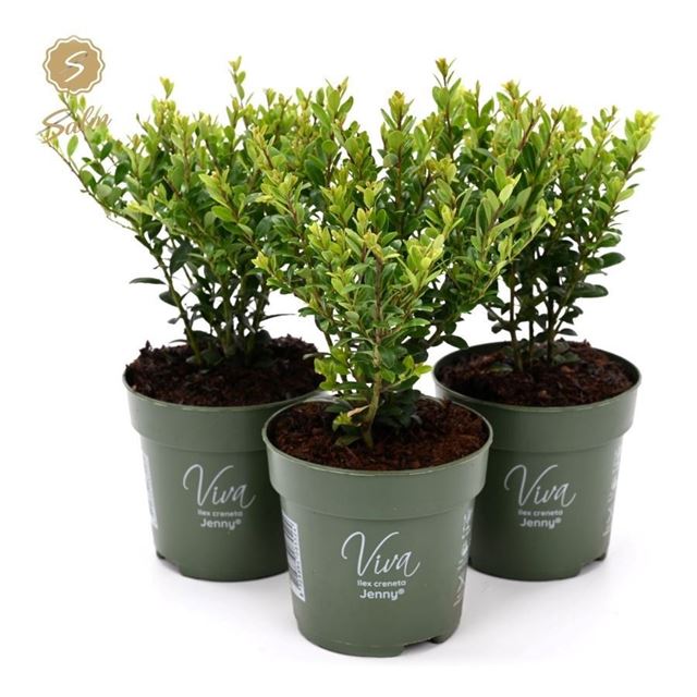 Picture of Ilex crenata jenny