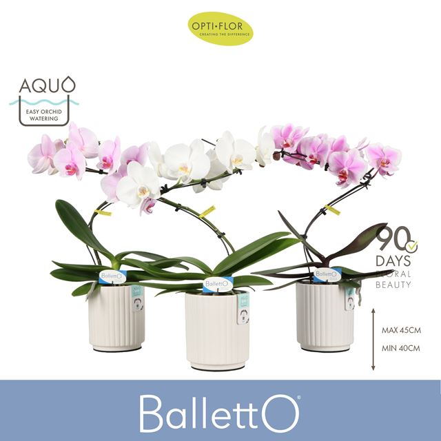 Picture of Phalaenopsis 01-stem balletto mix in ceramic