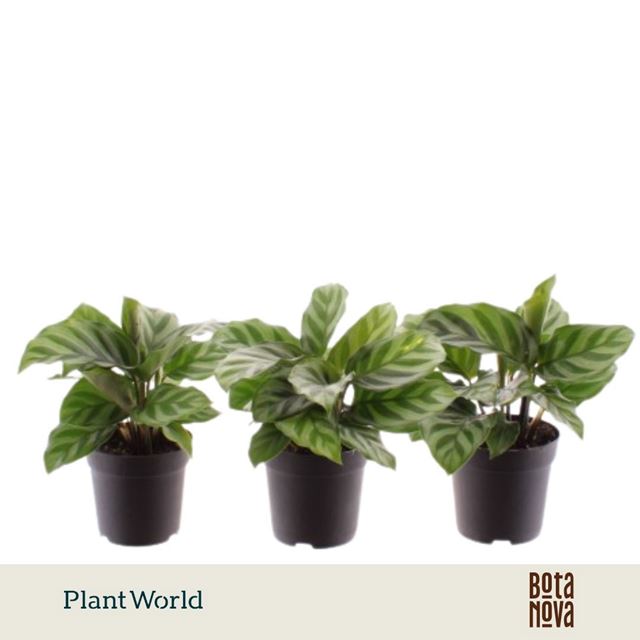 Picture of Calathea freddie
