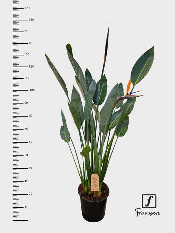 Picture of Strelitzia reginae