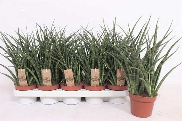 Picture of SANSEVIERIA FERNWOOD PUNK