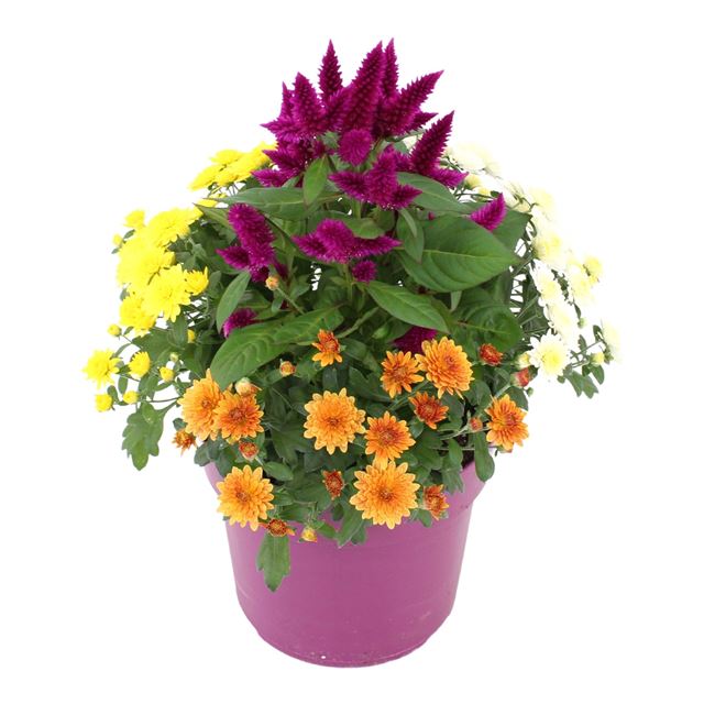 Picture of Arrangement abbracci donna