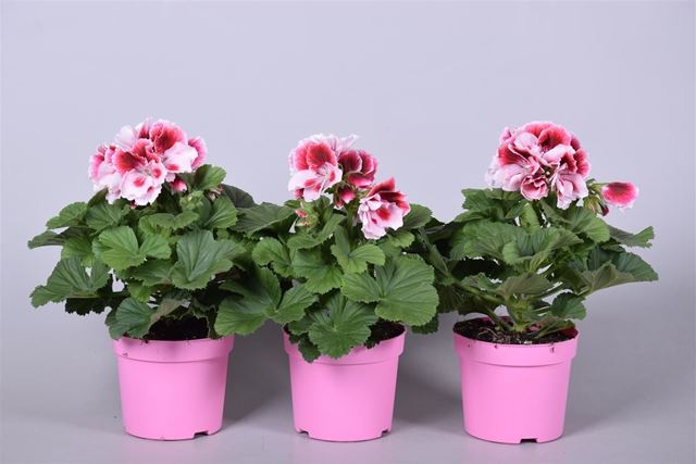 Picture of Pelargonium grandiflorum pink