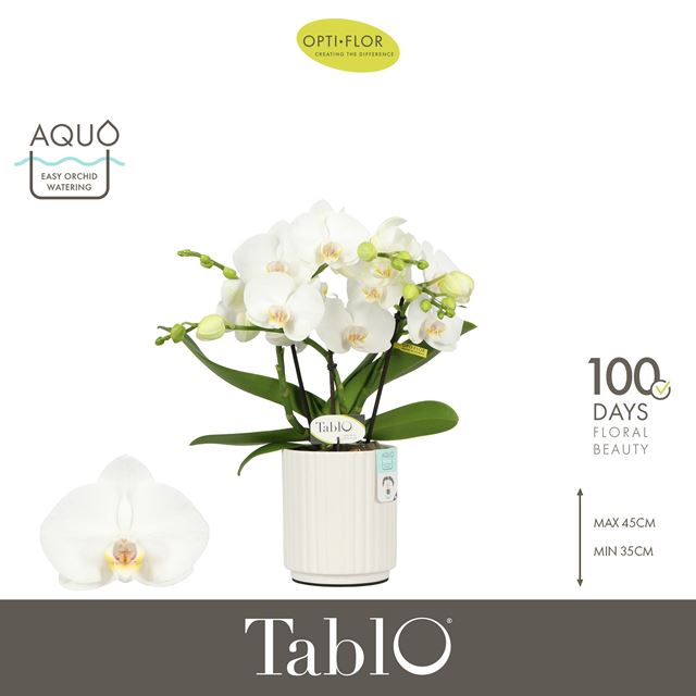 Picture of Phalaenopsis 03-stem tablo champagne in ceramic