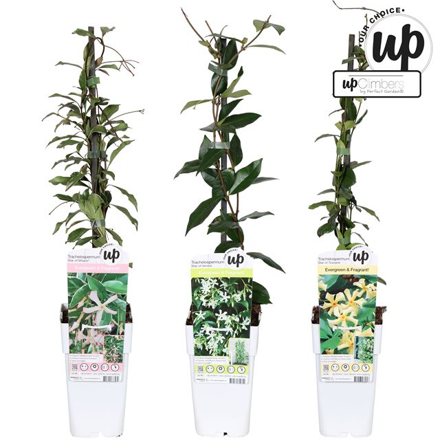 Picture of Trachelospermum our choice mix