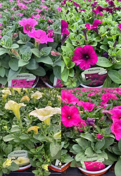 Picture of Surfinea mix