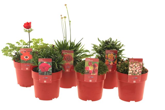 Picture of Perennial mix shelve - red