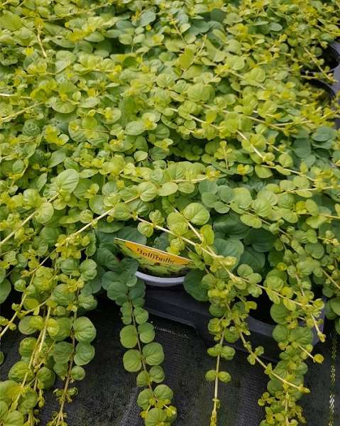 Picture of Lysimachia nummiularia