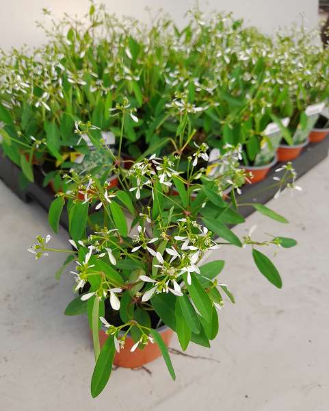 Picture of Euphorbia diamond frost