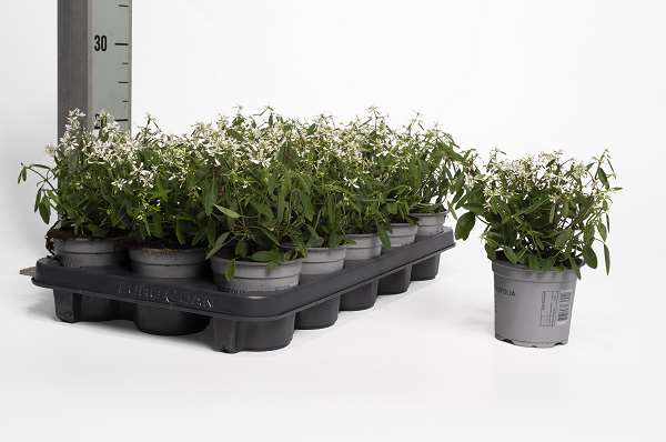 Picture of Euphorbia diamond frost