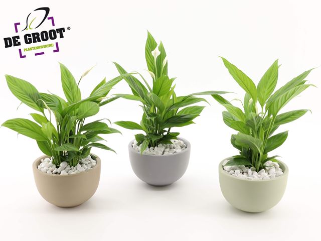 Picture of SPATHIPHYLLUM IN CERAMIC