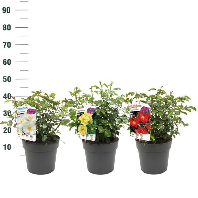 Picture of Rosa flower carpet bush mix