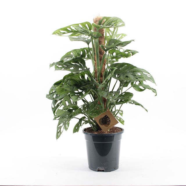 Picture of Monstera obliqua monkey leaf