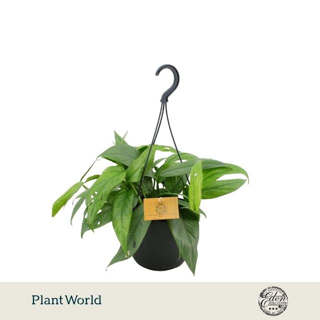 Picture of Epipremnum pinnatum cebu blue in hanging basket