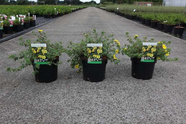 Picture of Potentilla fruticosa medicine wheel mountain