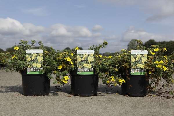 Picture of POTENTILLA FRUTICOSA MEDICINE WHEEL MOUNTAIN