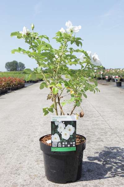 Picture of Rosa rugosa alba
