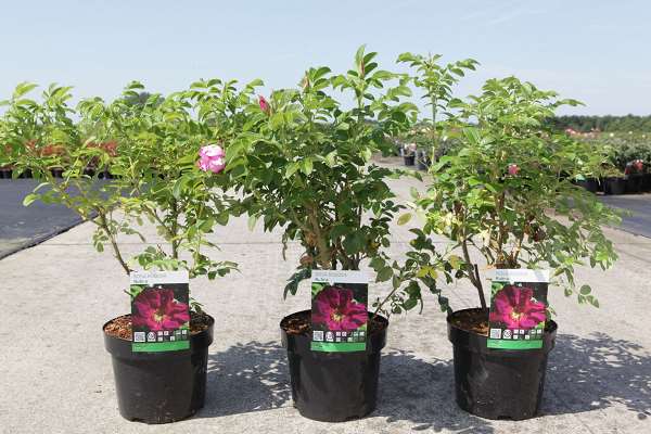 Picture of Rosa rugosa rubra