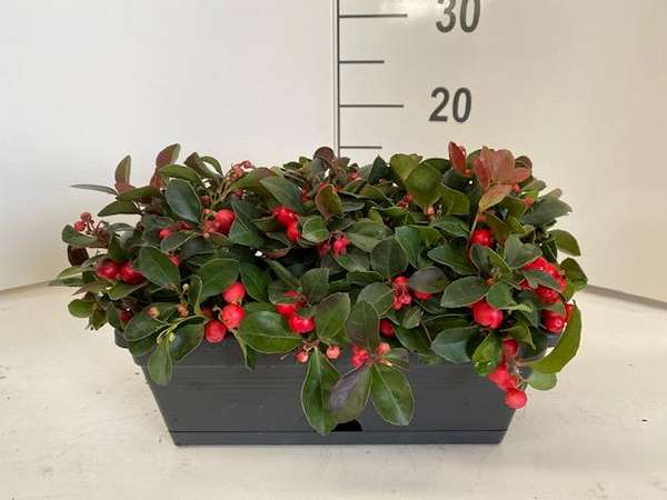 Picture of GAULTHERIA IN WINDOWBOX