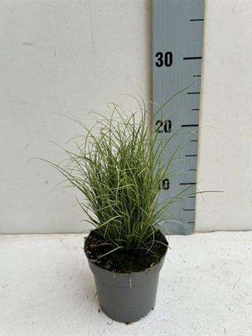 Picture of Carex comans amazon mist