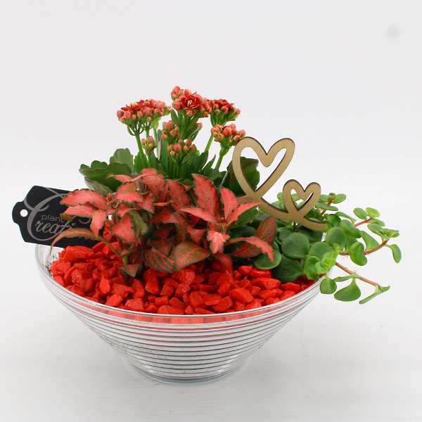 Picture of VALENTINE'S DAY ARRANGEMENT 03PP RED IN GLASS