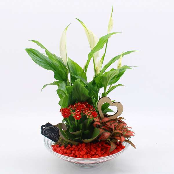 Picture of VALENTINE'S DAY ARRANGEMENT 03PP RED IN GLASS