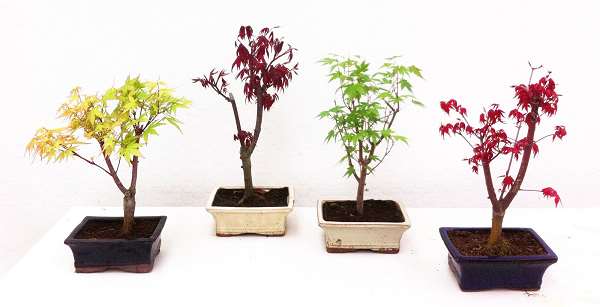 Picture of Bonsai outdoor mix acer mix