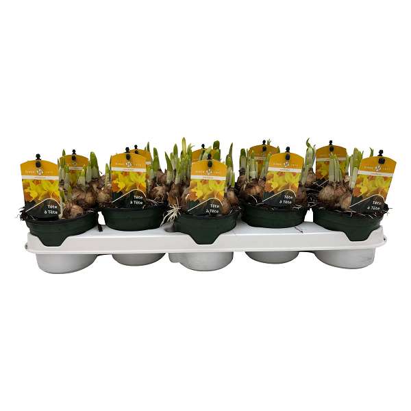 Picture of Narcissus tete a tete