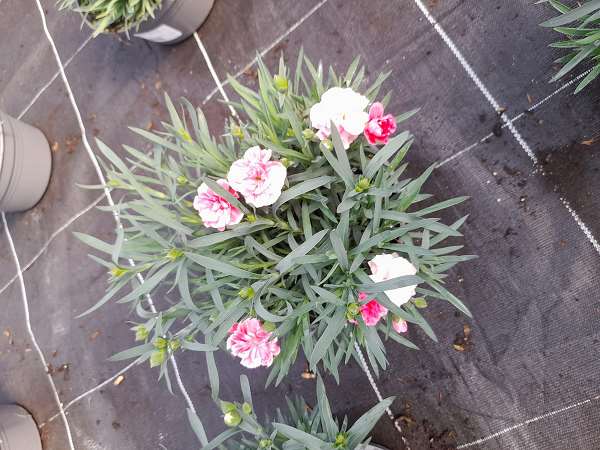 Picture of DIANTHUS CARYOPHYLLUS I LOVE YOU BOWL