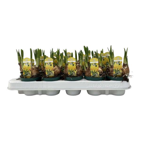 Picture of Narcissus tete a tete