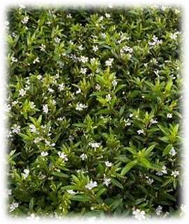 Picture of CUPHEA WHITE