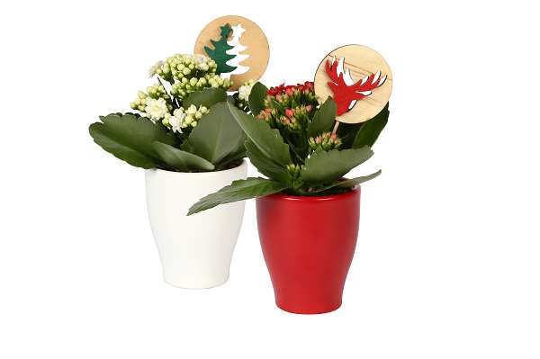 Picture of KALANCHOE RED/WHITE IN CERAMIC