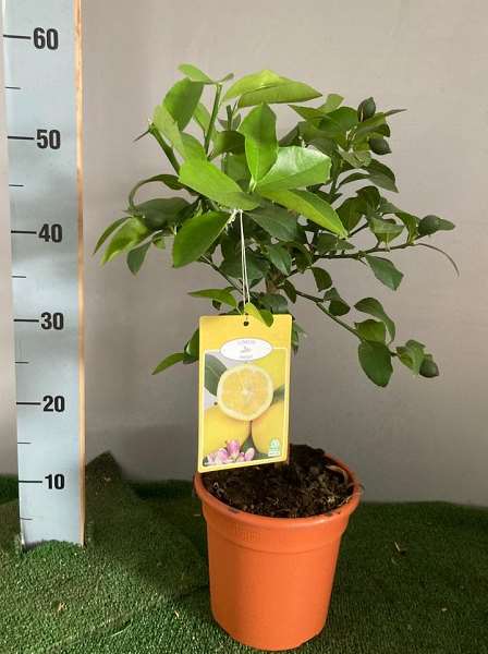 Picture of CITRUS P16CM POT DECO