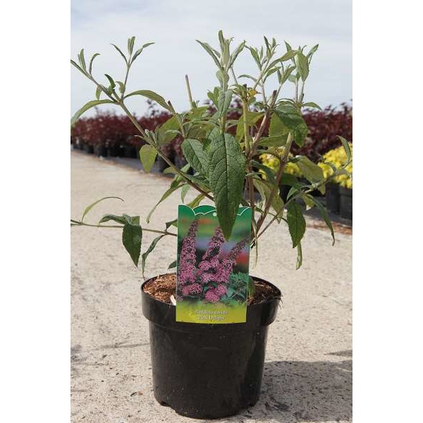 Picture of BUDDLEJA DAVIDII PINK DELIGHT