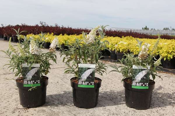 Picture of BUDDLEJA DAVIDII WHITE PROFUSION
