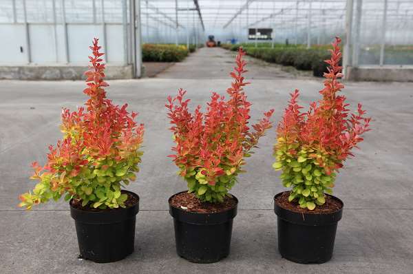 Picture of BERBERIS THUNBERGII 'ORANGE ICE'