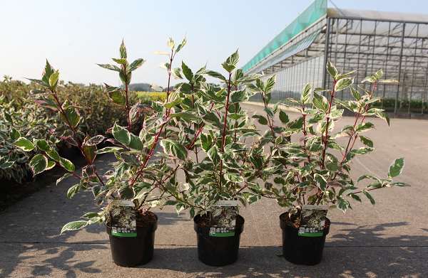 Picture of CORNUS ALBA SIBIRICA VARIEGATA