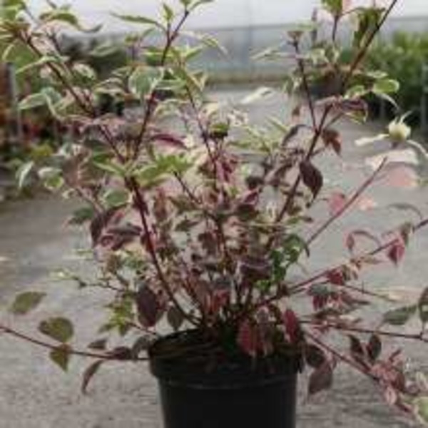 Picture of CORNUS ALBA SIBIRICA VARIEGATA