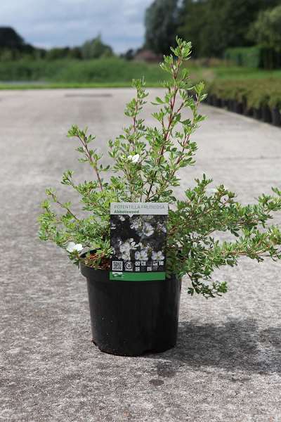 Picture of POTENTILLA FRUTICOSA ABBOTSWOOD