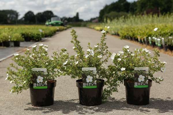 Picture of POTENTILLA FRUTICOSA ABBOTSWOOD