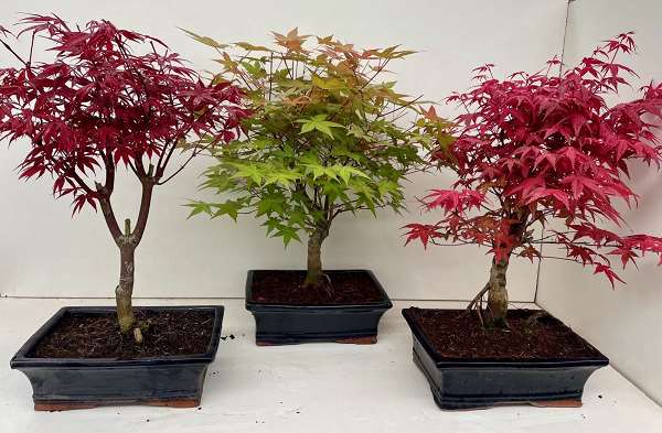 Picture of Bonsai outdoor mix acer