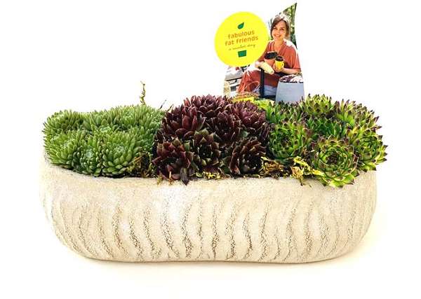 Picture of Sempervivum in ceramic