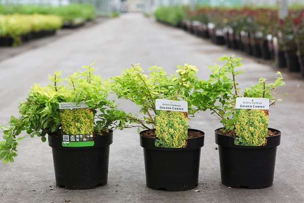 Picture of Berberis thunb  golden carpet