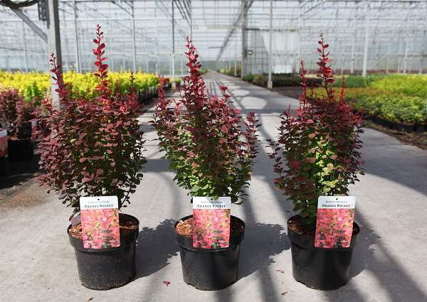 Picture of BERBERIS THUNBERGII  ORANGE ROCKET
