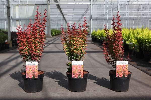 Picture of Berberis thunbergii orange rocket