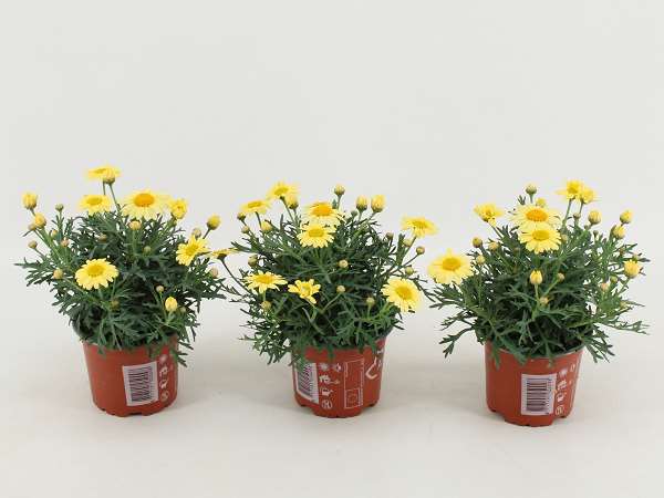Picture of Argyranthemum frutescens h yellow