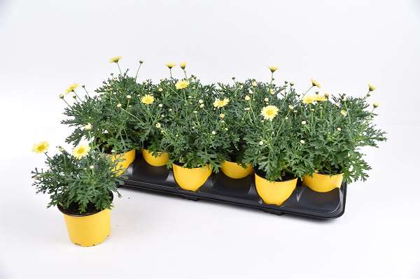 Picture of ARGYRANTHEMUM FRUTESCENS H YELLOW