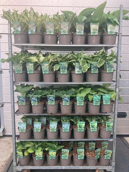 Picture of Hosta mix